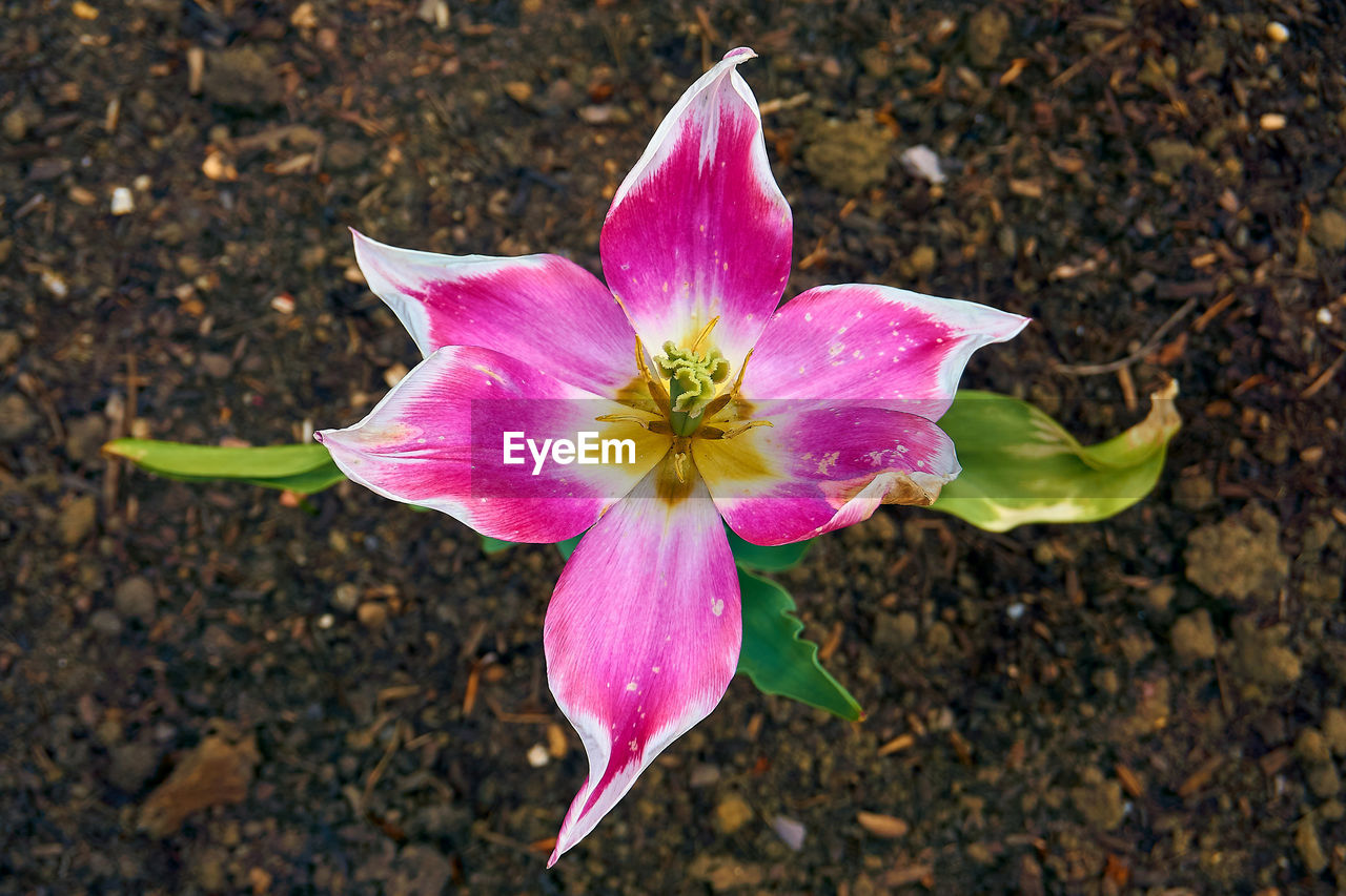 High angle view of pink flower