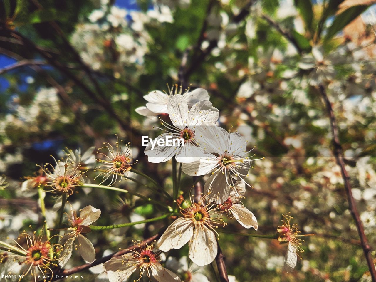 CLOSE-UP OF WHITE FLOWERING PLANT