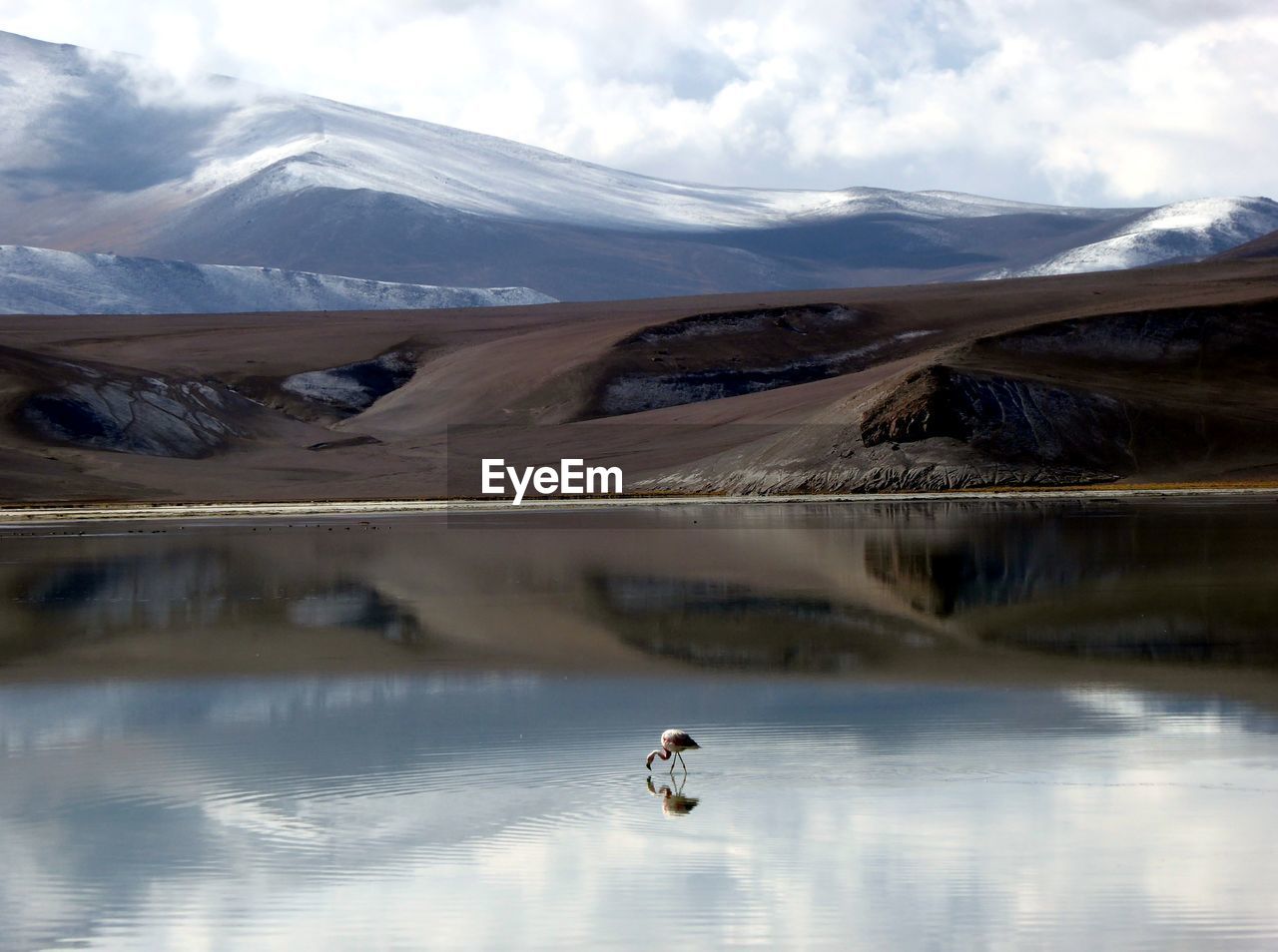 Flamingo on lake with reflection of mountain