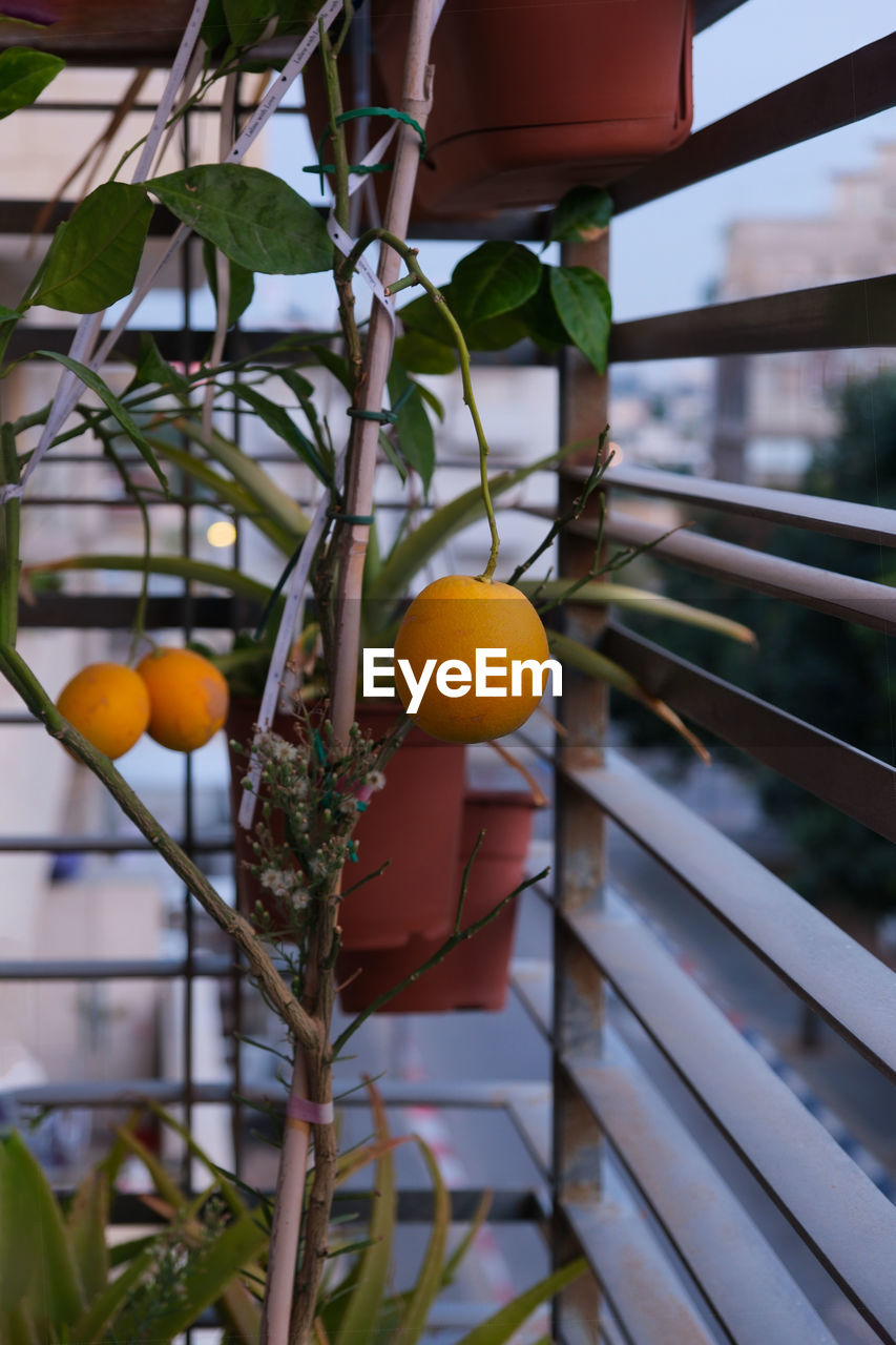 close-up of oranges growing on tree