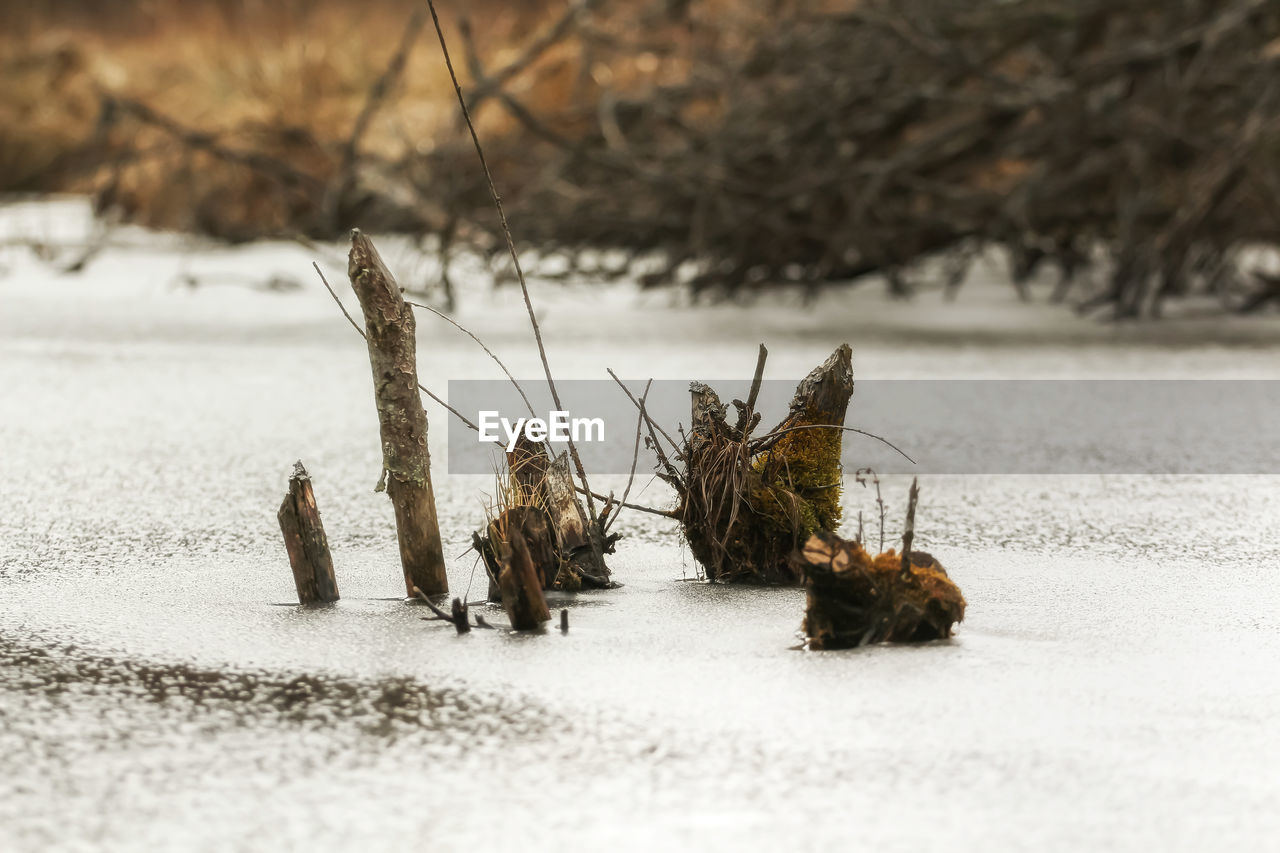 CLOSE-UP OF DEAD PLANT ON SNOW