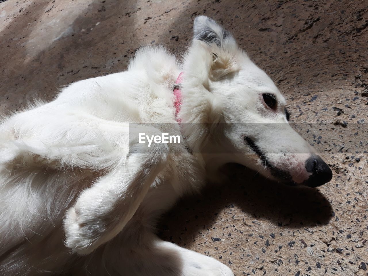 CLOSE-UP OF A DOG LYING DOWN