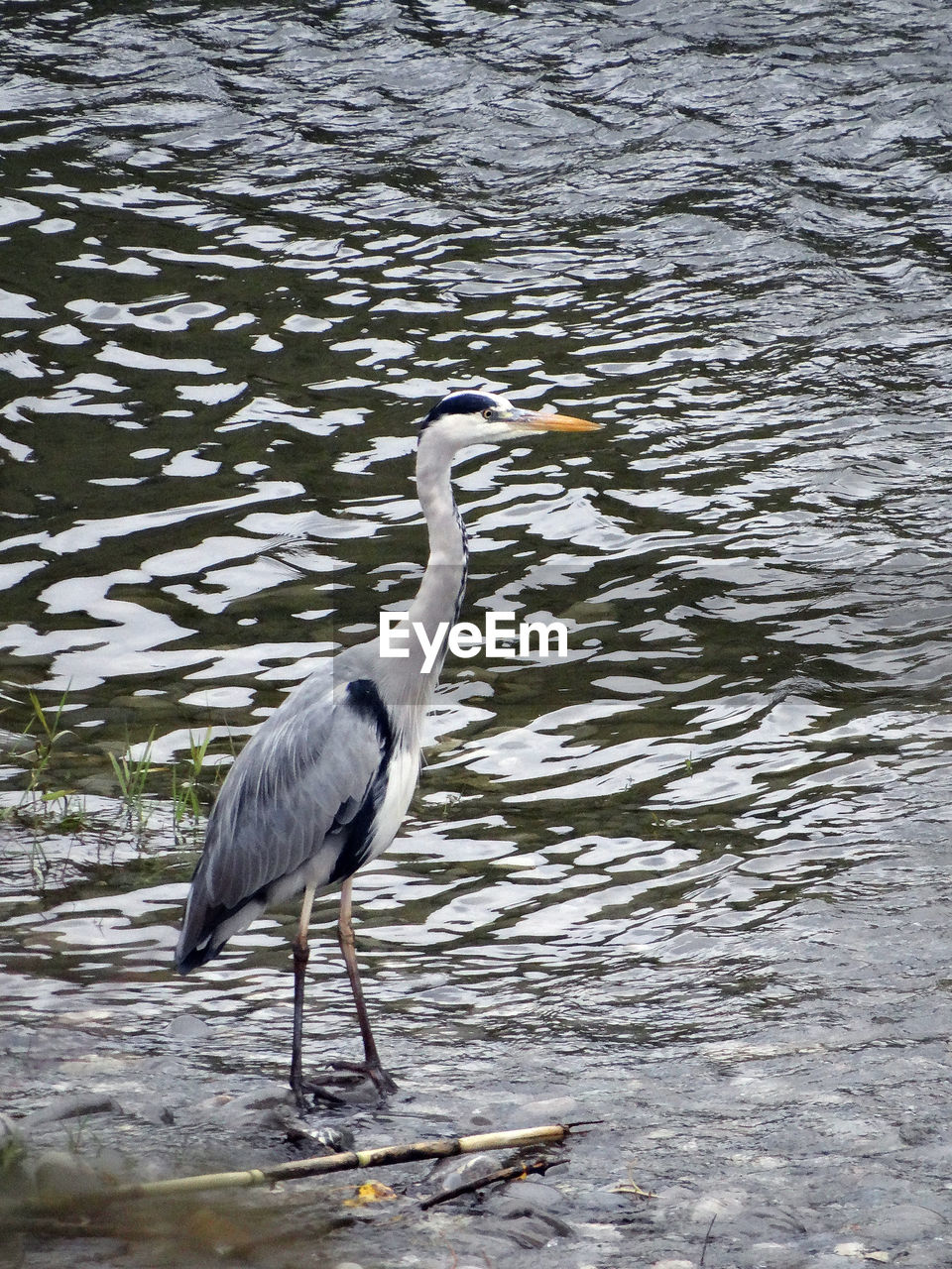 GRAY HERON ON WATER