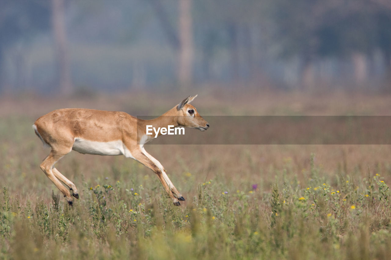 VIEW OF DEER RUNNING ON FIELD