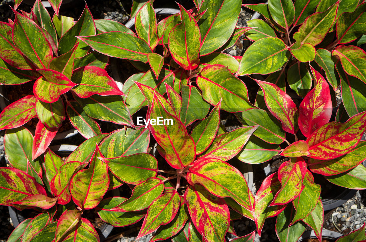 HIGH ANGLE VIEW OF PLANT