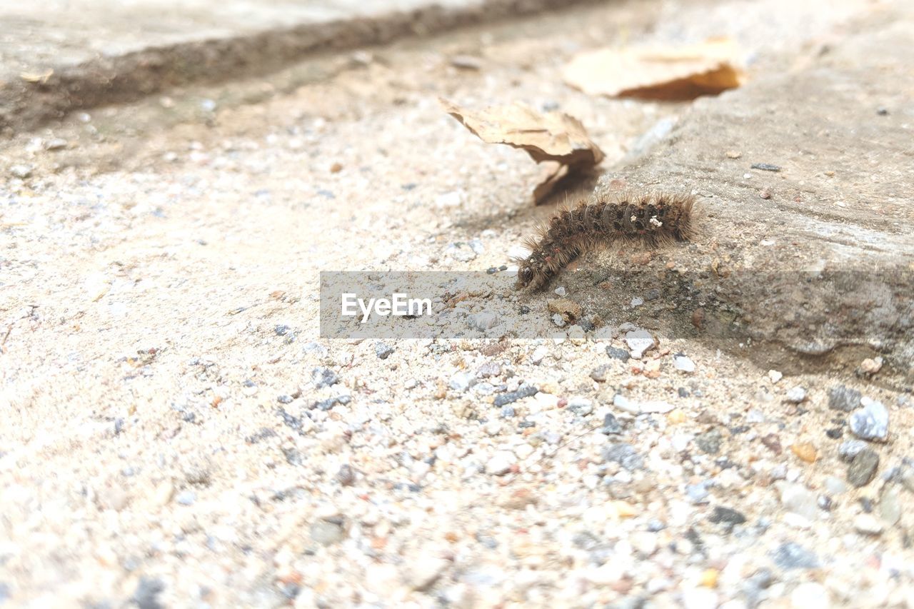 HIGH ANGLE VIEW OF ANT ON GROUND