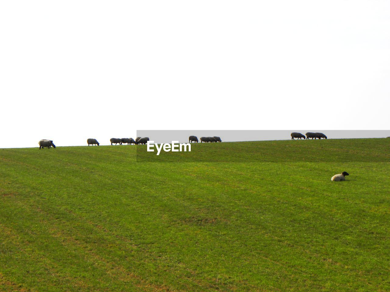 COWS ON FIELD AGAINST CLEAR SKY