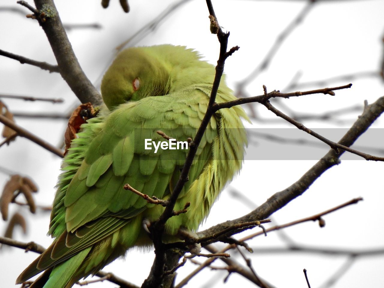 Low angle view of bird perching on tree