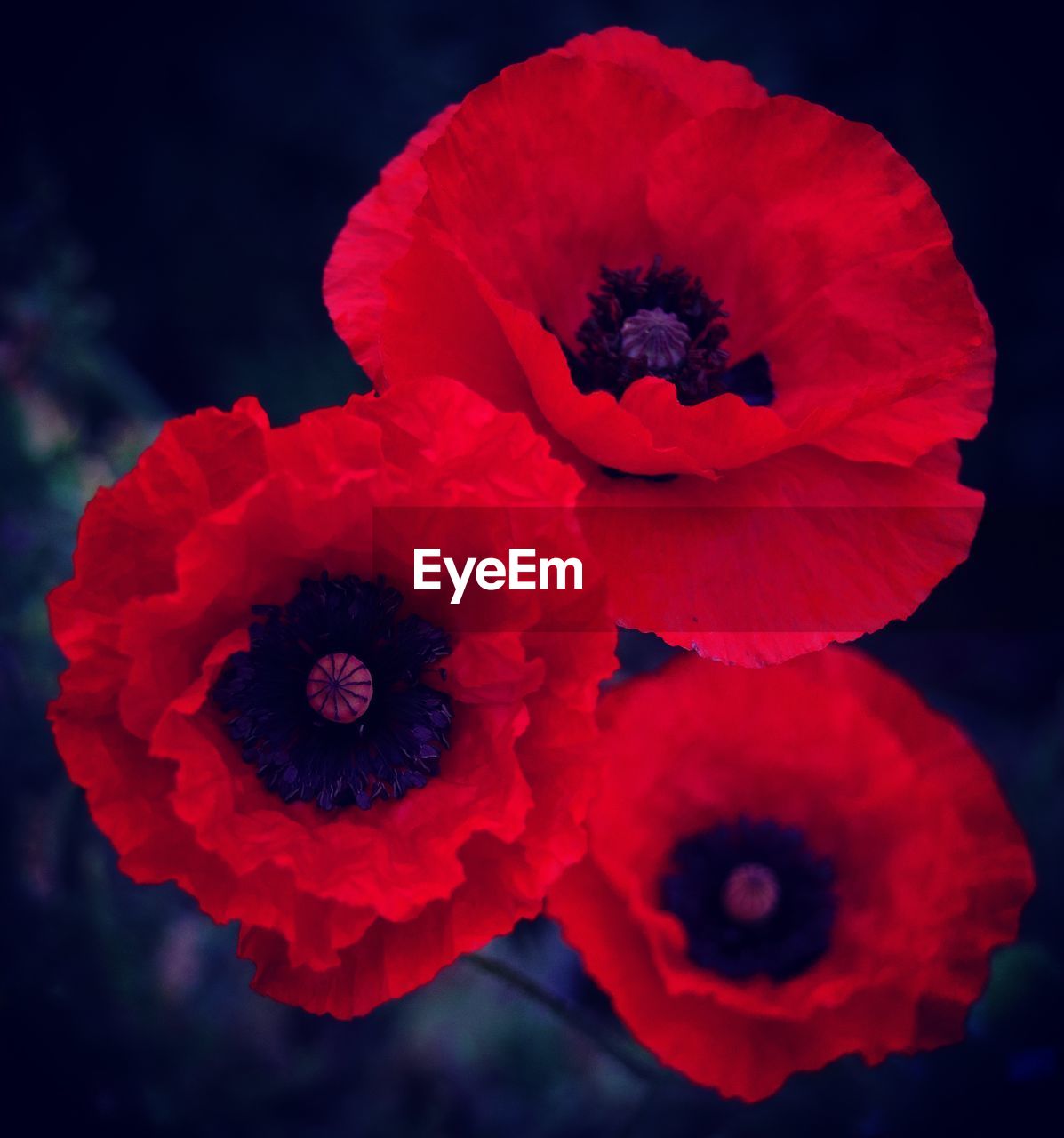 CLOSE-UP OF RED POPPY FLOWERS