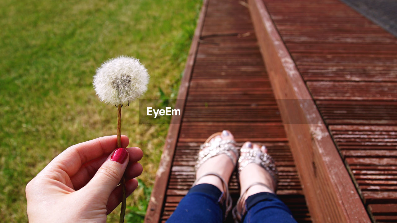 Cropped image of woman holding dandelion on boardwalk