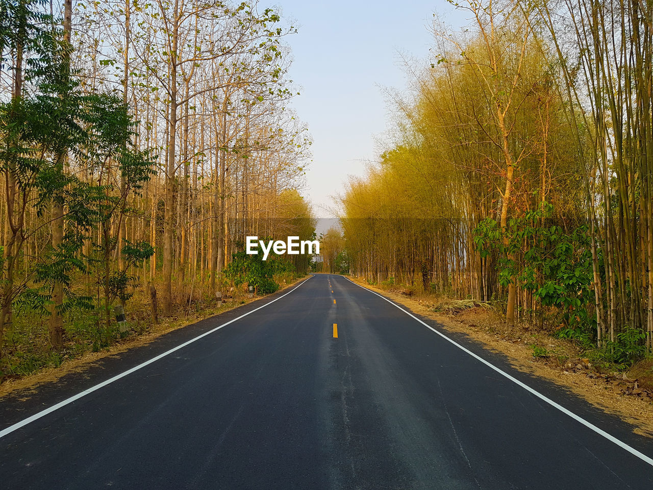 Empty road amidst trees against sky