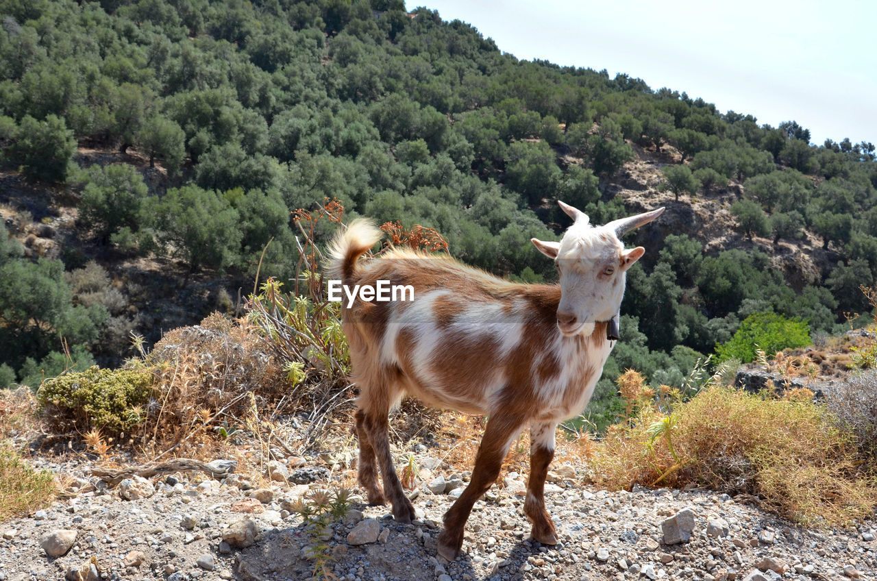 Greek goat on crete island.