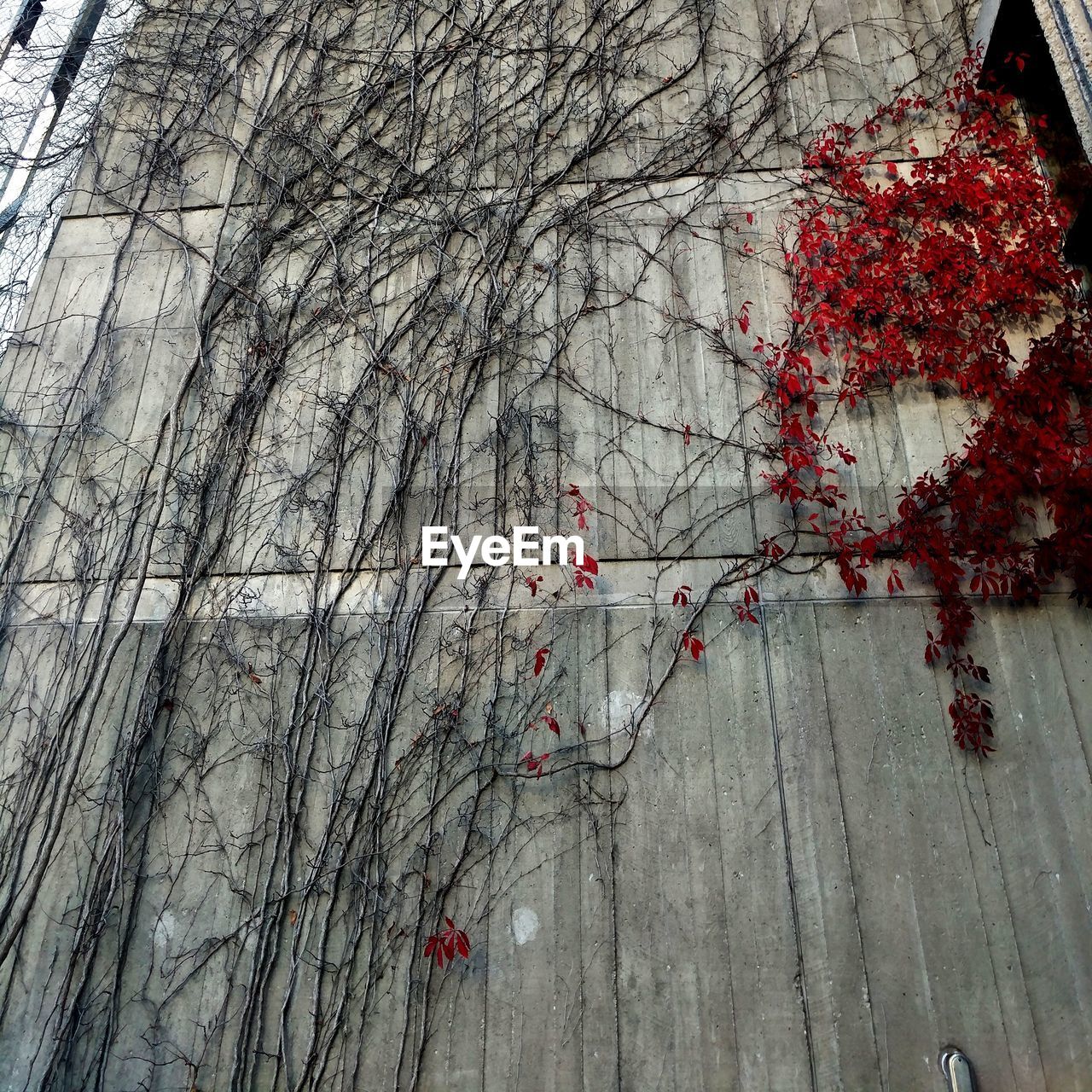 CLOSE-UP VIEW OF RED LEAVES