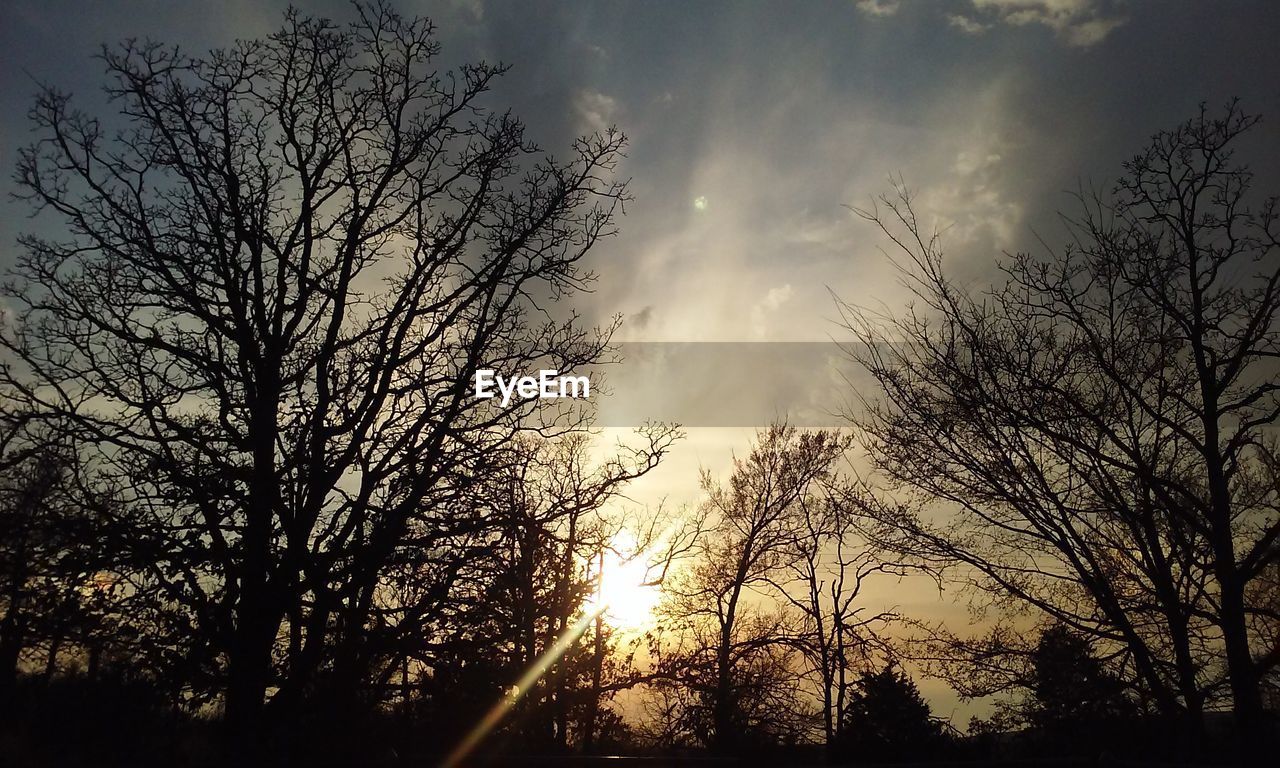 SILHOUETTE OF BARE TREES AT SUNSET