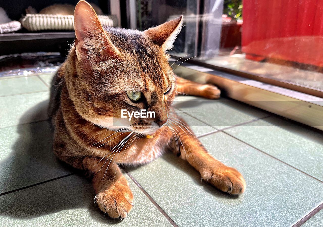 CLOSE-UP OF A CAT SITTING ON TILED FLOOR