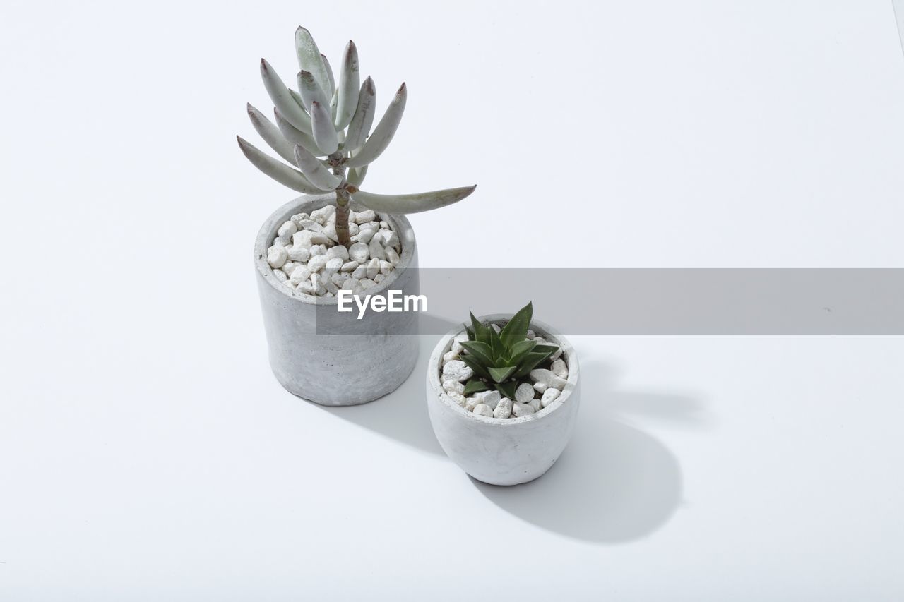 High angle view of potted succulent plants on white background