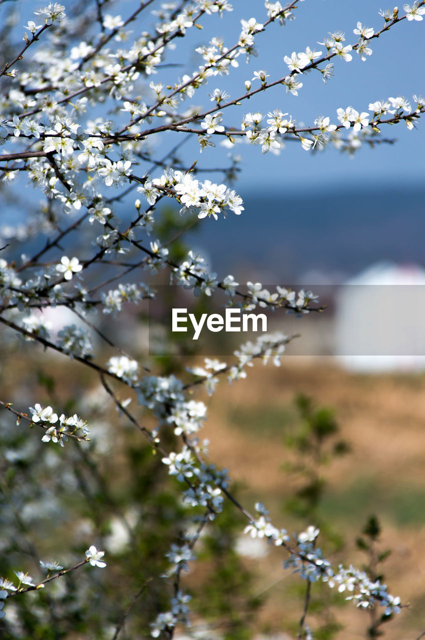 CLOSE-UP OF FLOWER TREE