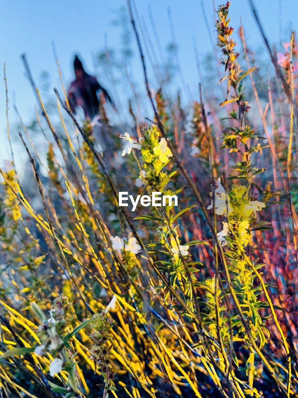 SCENIC VIEW OF FLOWERING PLANTS ON LAND