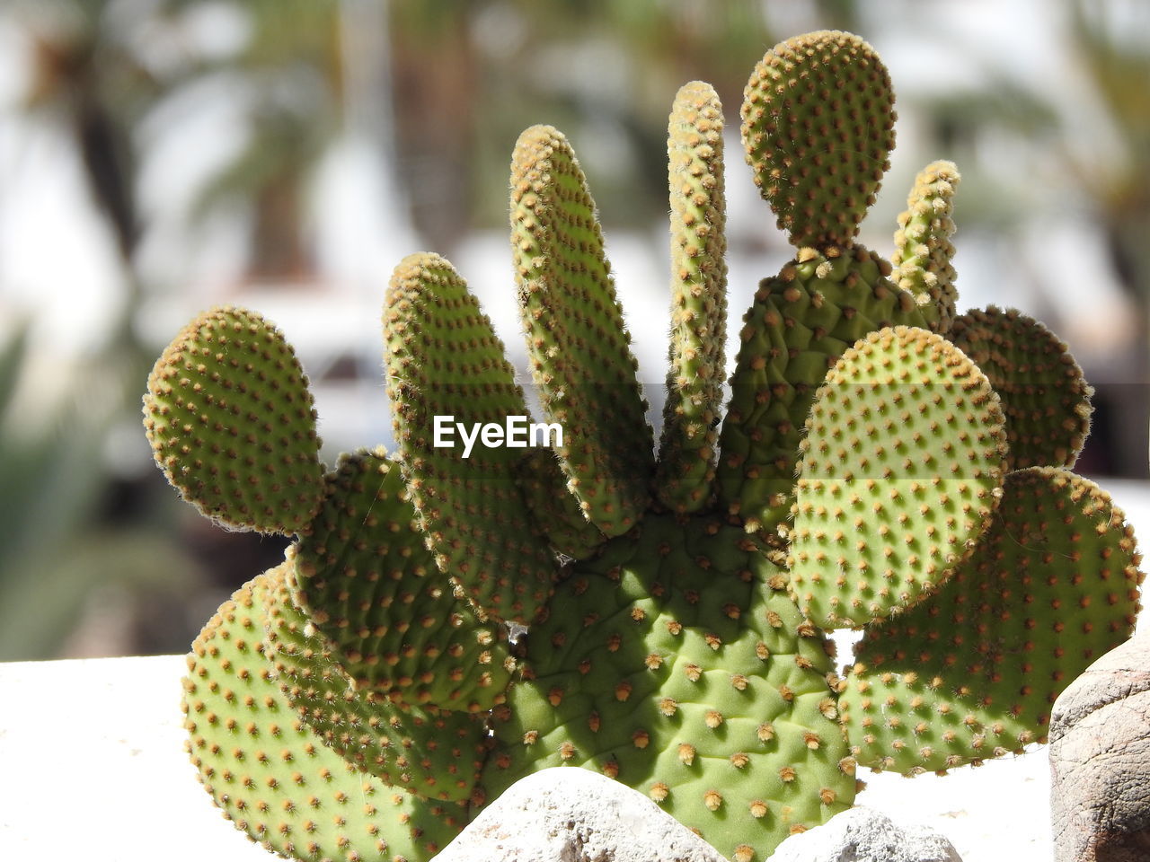 Close-up of prickly pear cactus