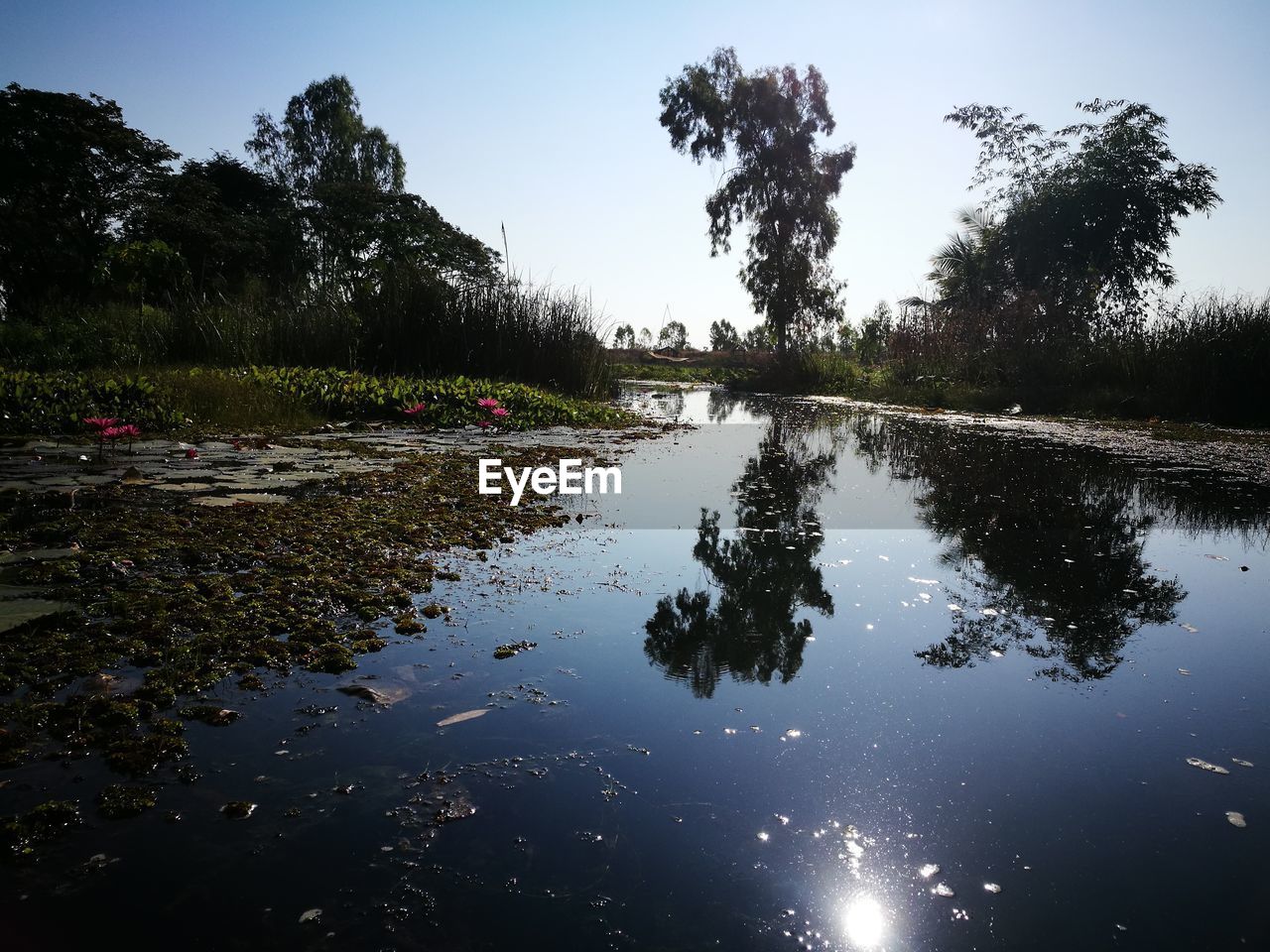 REFLECTION OF TREES AND SKY IN LAKE