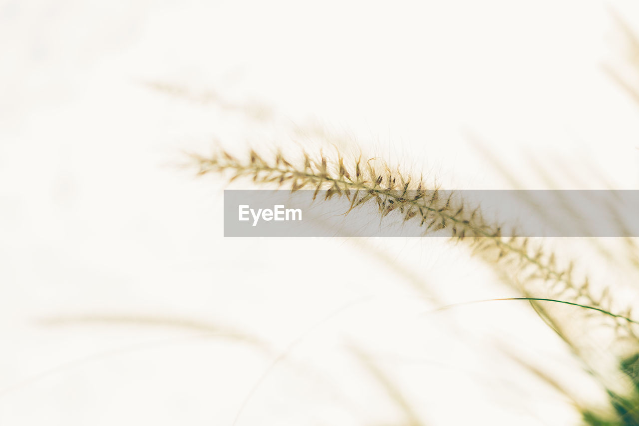 MACRO SHOT OF WHITE FLOWER AGAINST BLURRED BACKGROUND