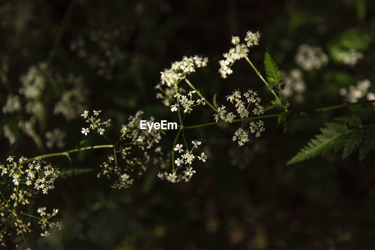 Close-up of white flowering plant