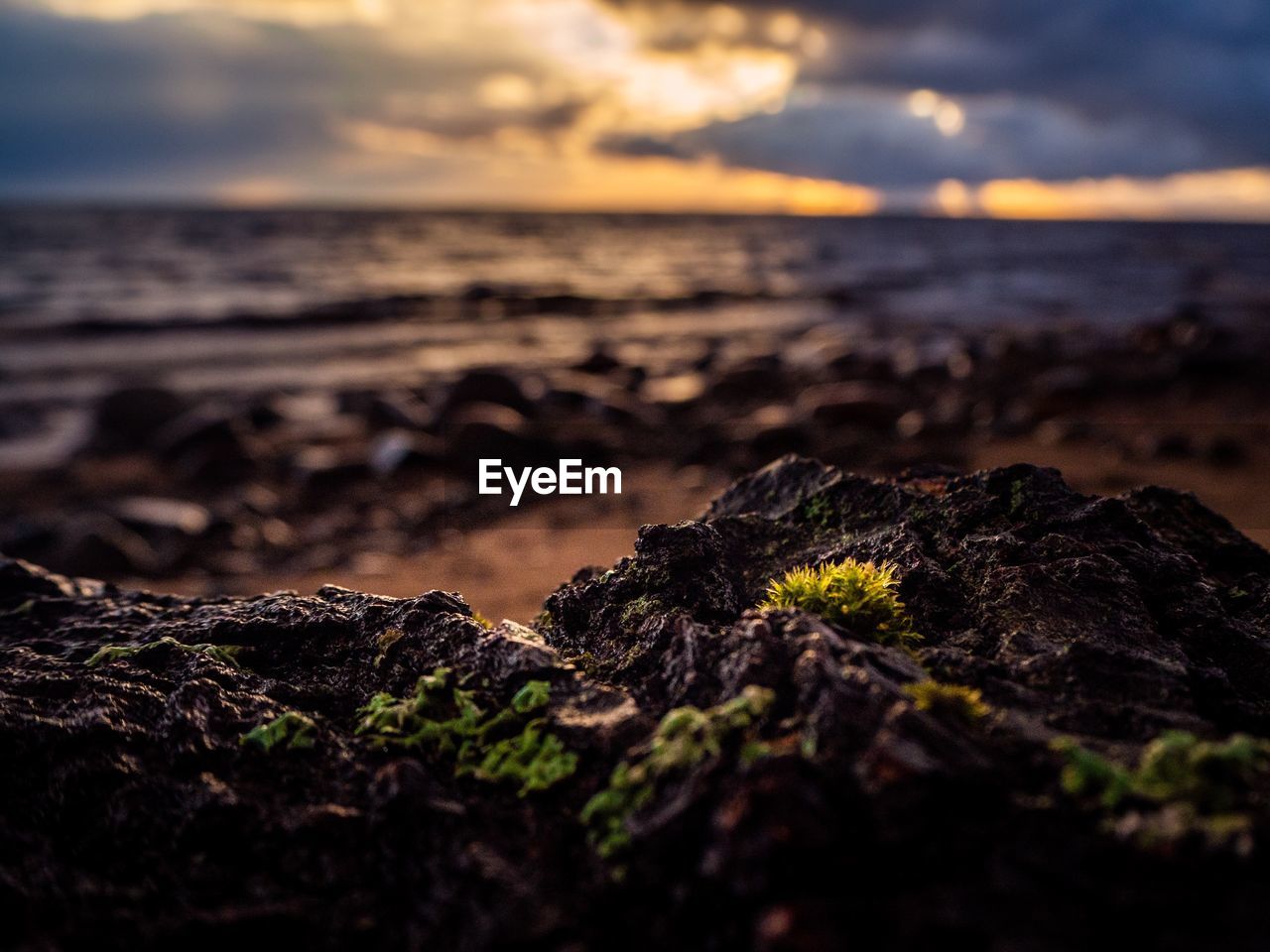 Close-up of moss on rocks at beach against sea and sky