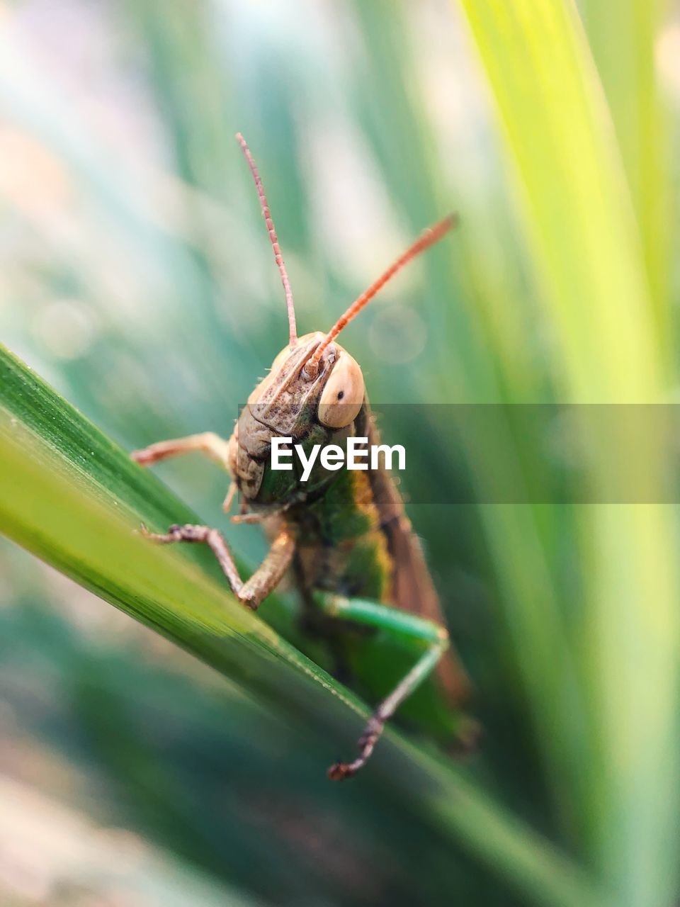 CLOSE-UP OF GRASSHOPPER