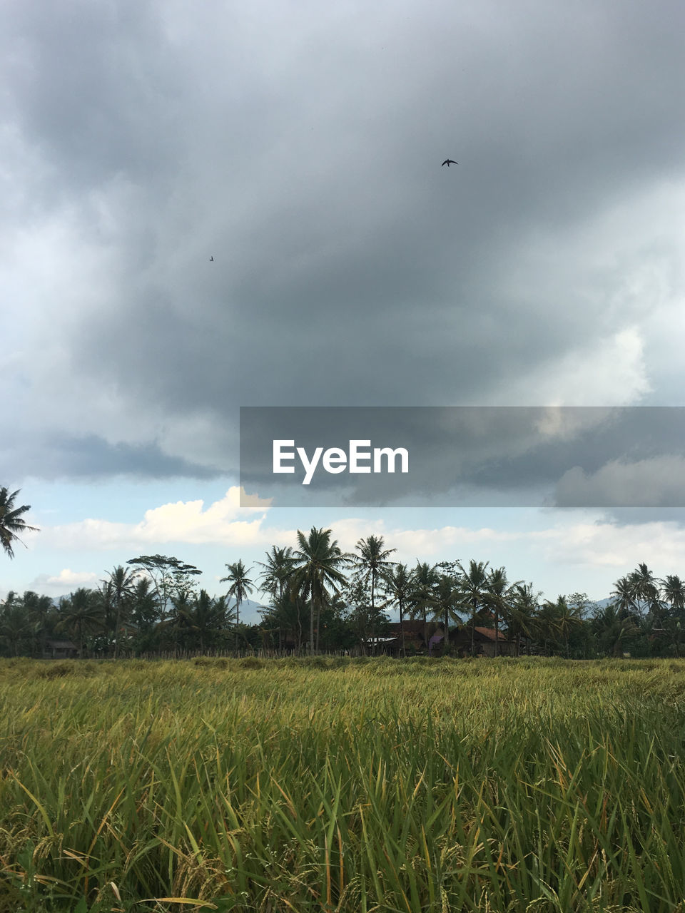 SCENIC VIEW OF FIELD AGAINST CLOUDY SKY