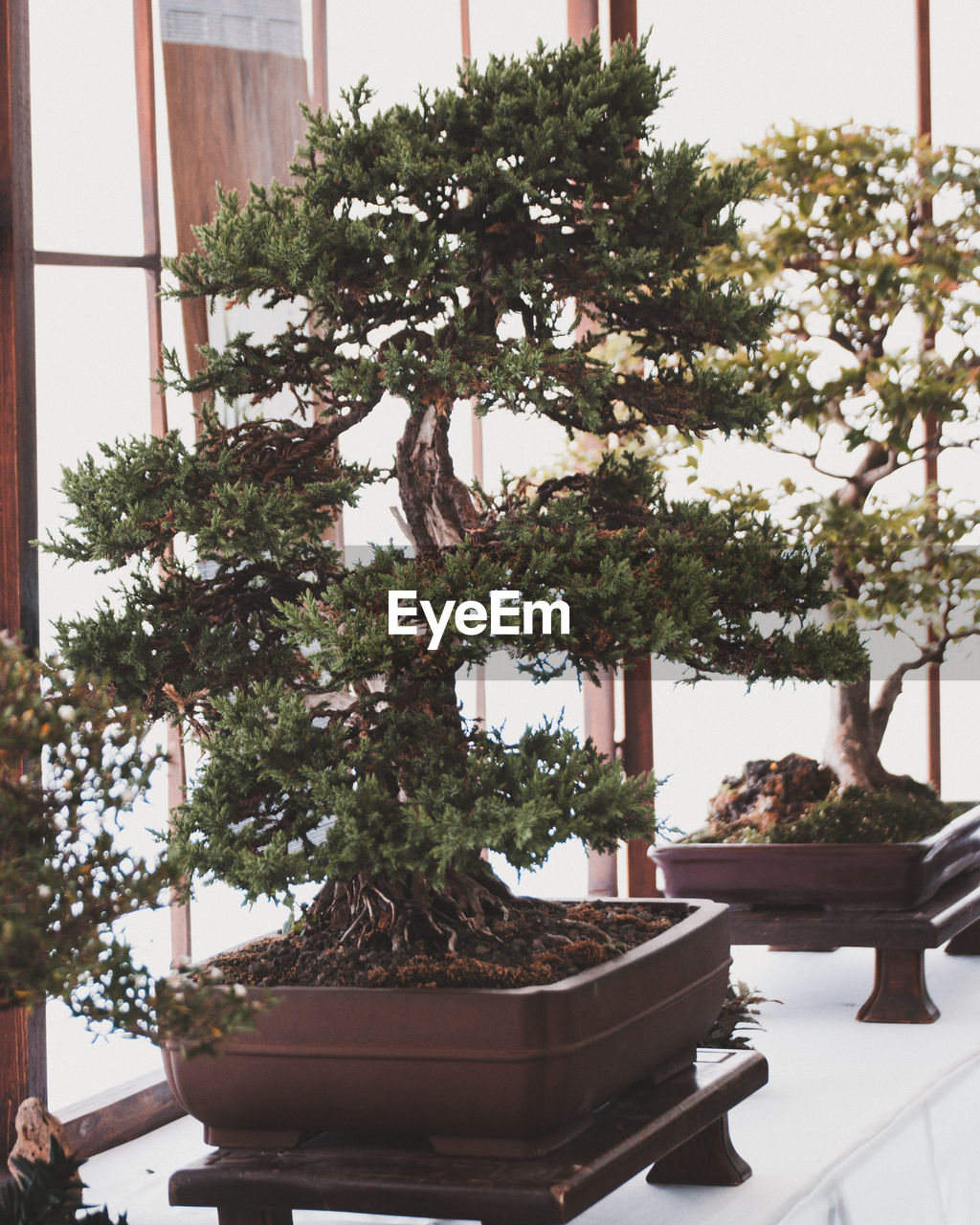 SMALL POTTED PLANT ON TABLE AGAINST BUILDING