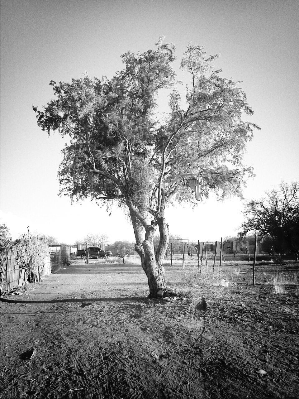 Tree growing on field against clear sky