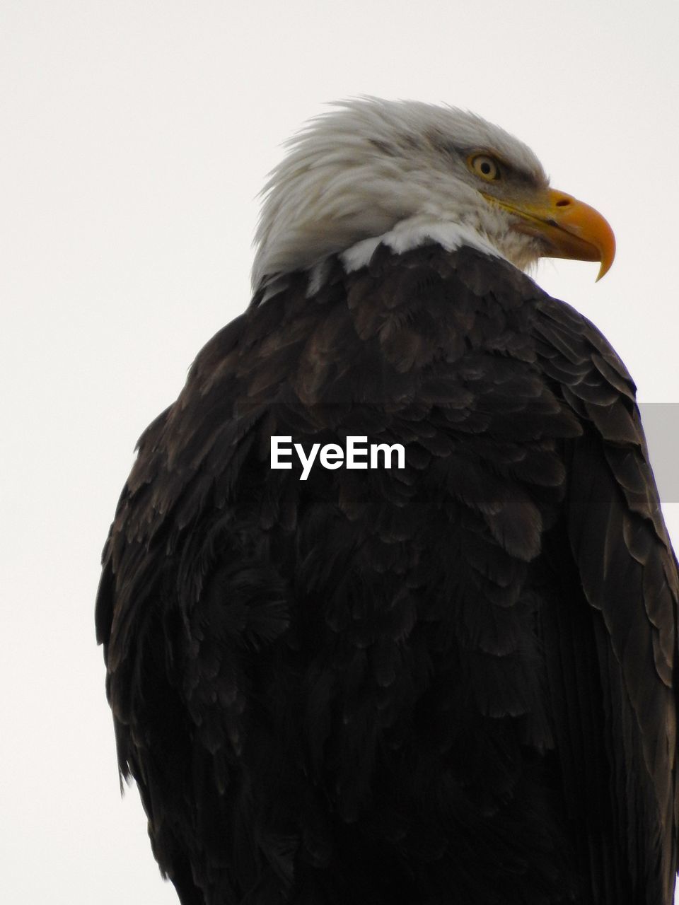 CLOSE-UP OF BIRD ON ROCK