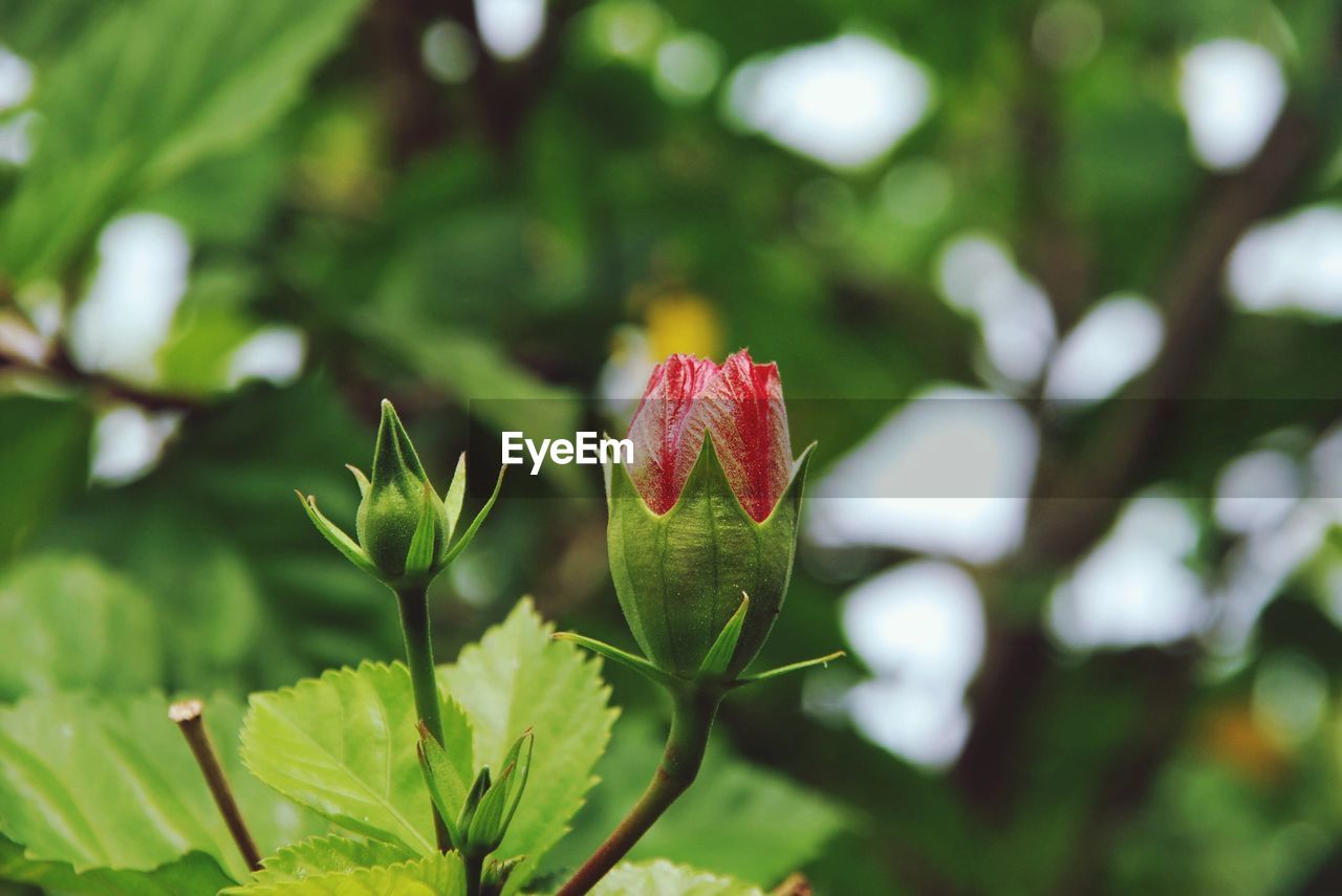 Close-up of red flowering plant