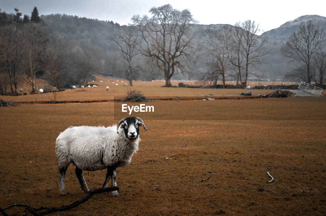 Portrait of sheep on land