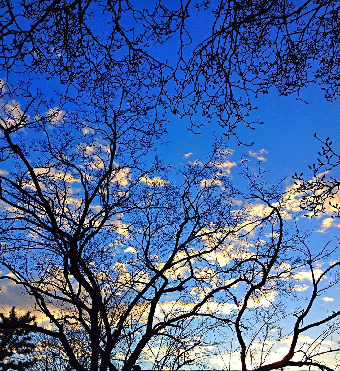 LOW ANGLE VIEW OF BARE TREES AGAINST SKY