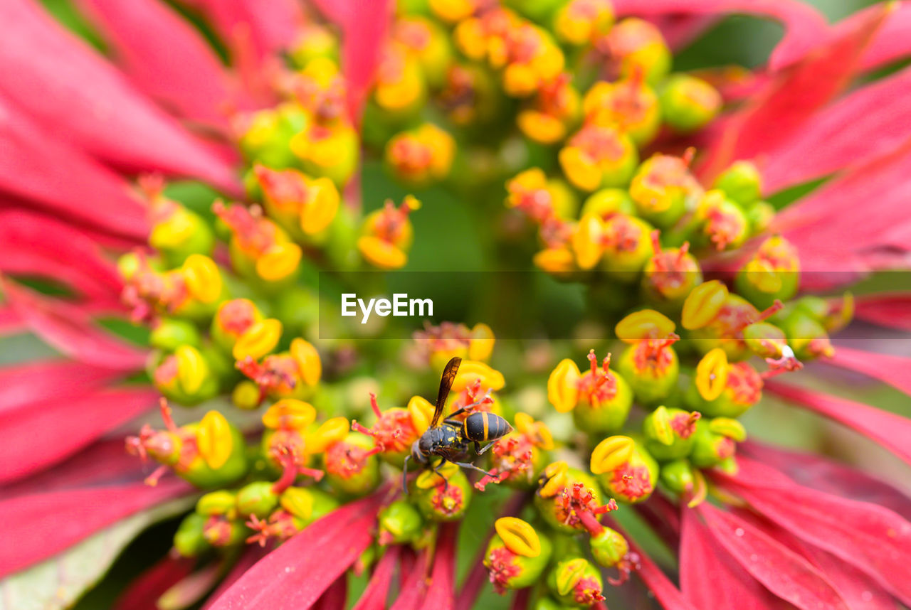 Close-up of bee pollinating on flower