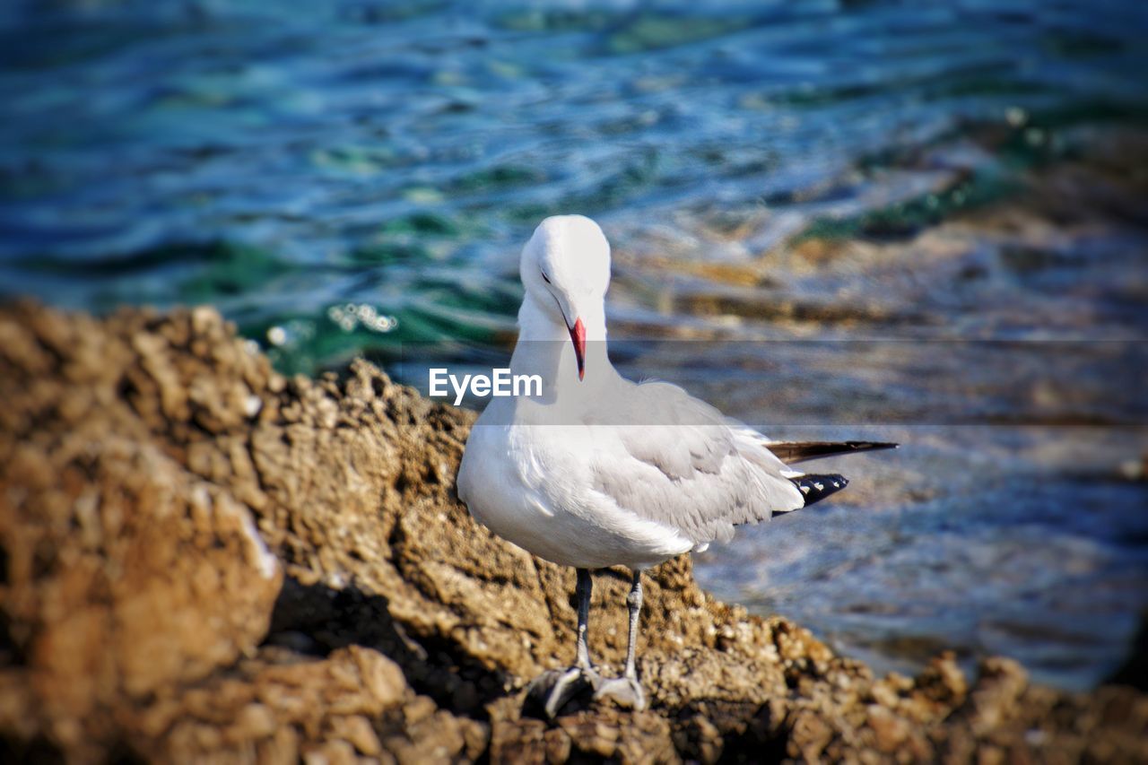 Seagull perching on rock