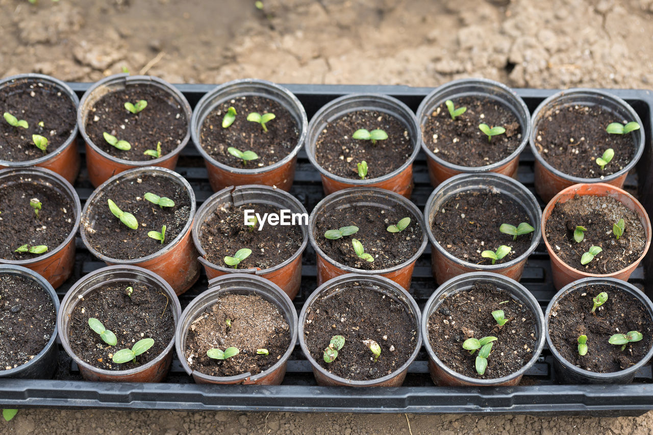 Germination of seedlings of cucumbers in pots with natural fertilizer in greenhouse conditions.