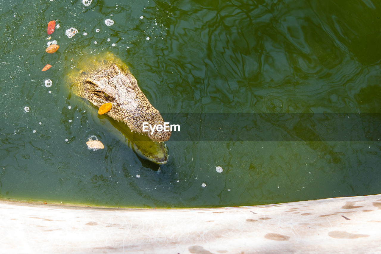 HIGH ANGLE VIEW OF CROCODILE SWIMMING IN LAKE