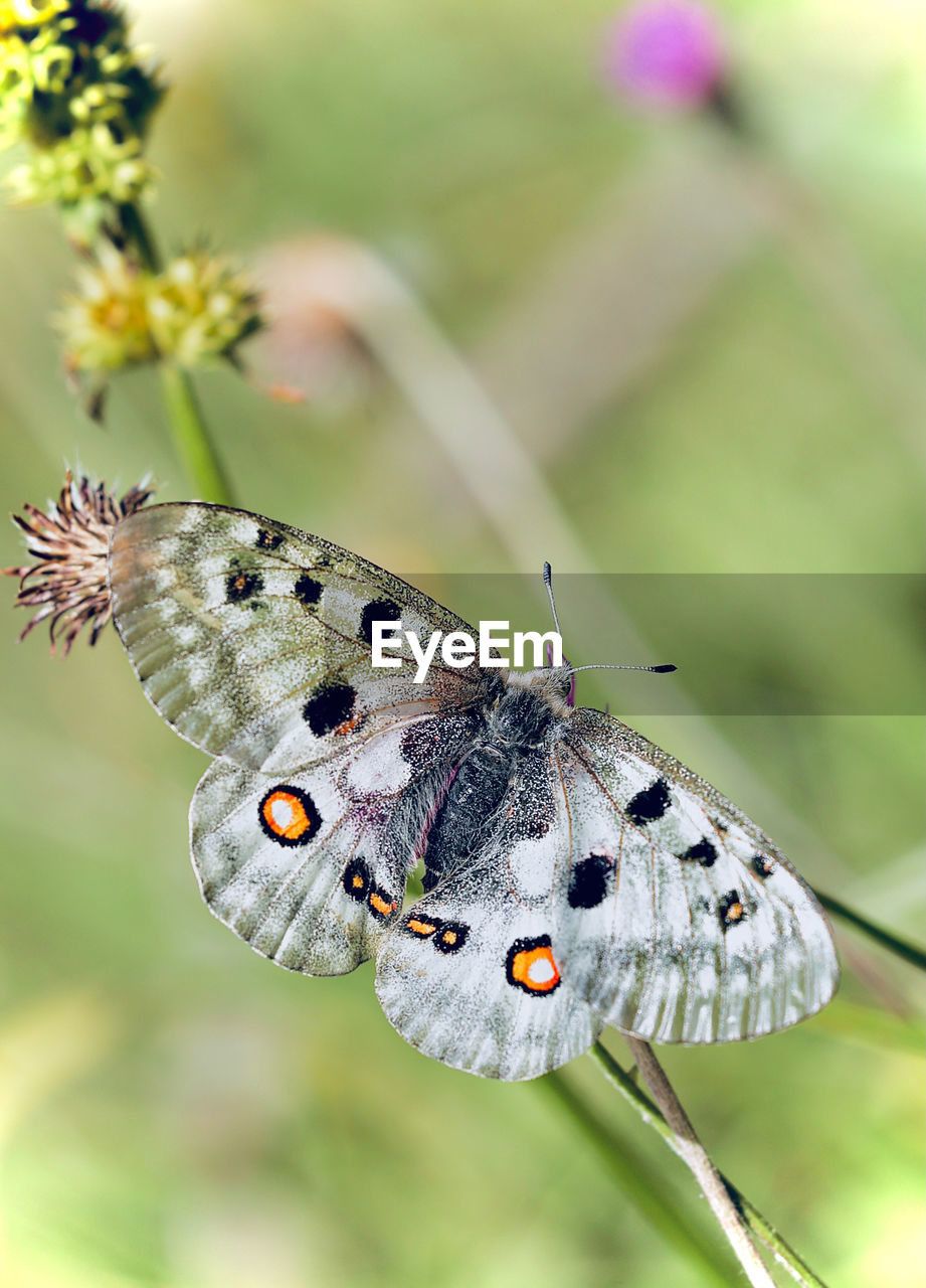 Close-up of butterfly on plant