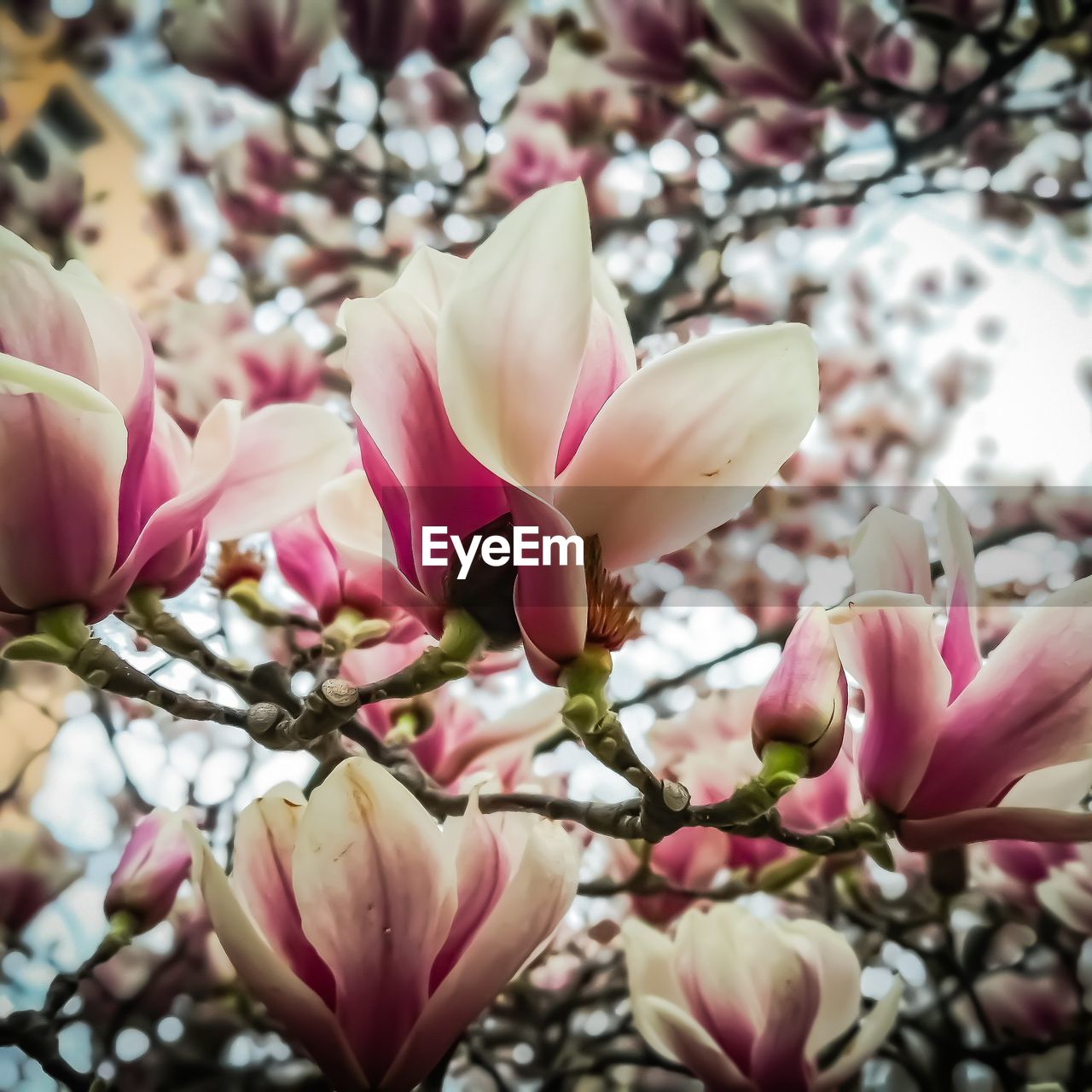 Close-up of pink magnolia blossoms