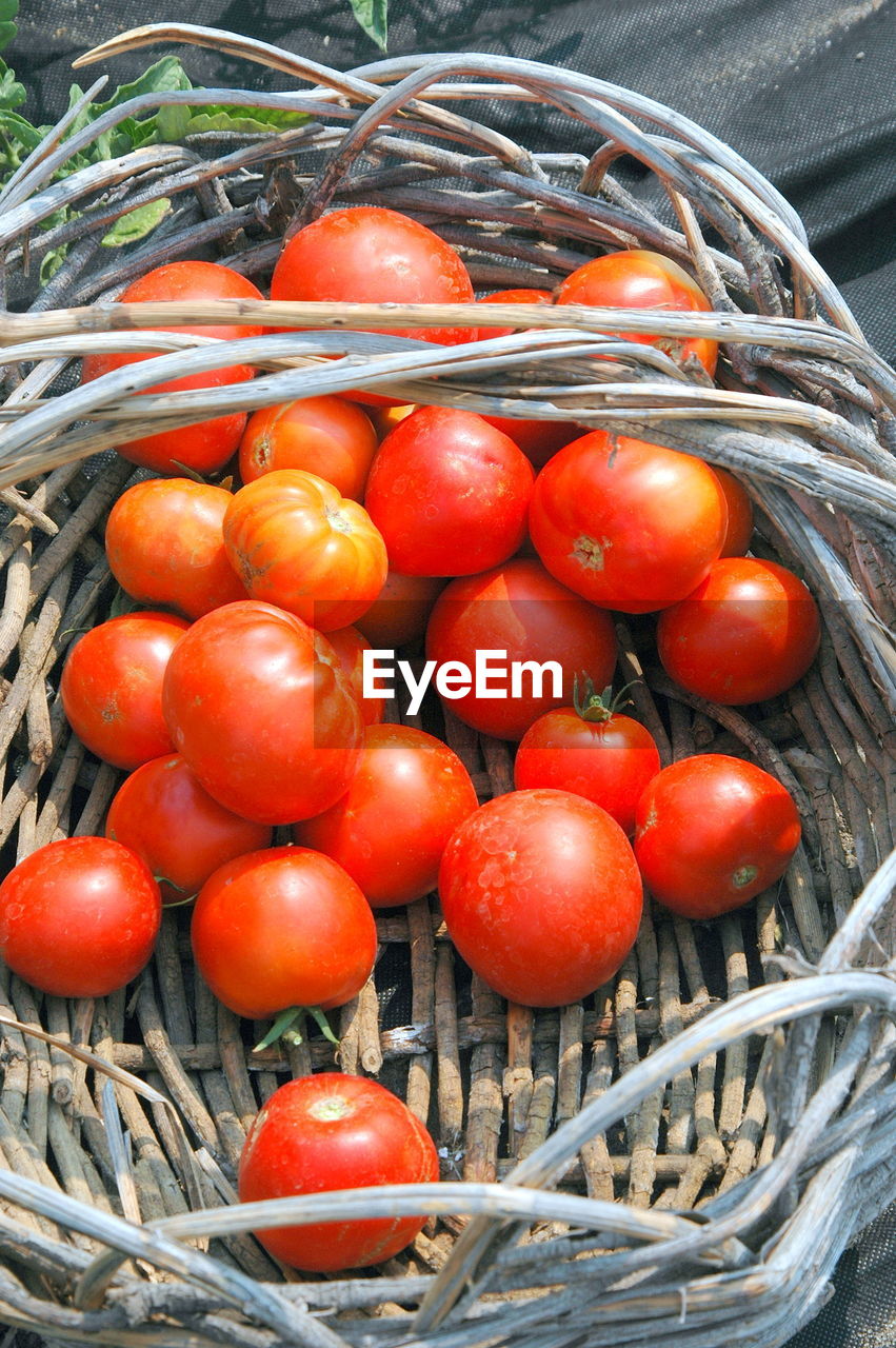 CLOSE-UP OF TOMATOES IN BASKET