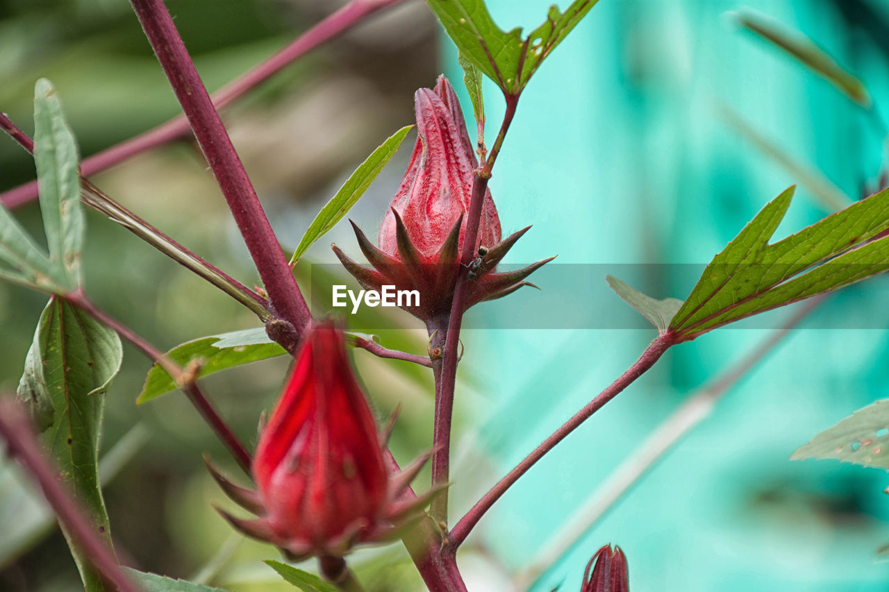 Close-up of red flowering plant