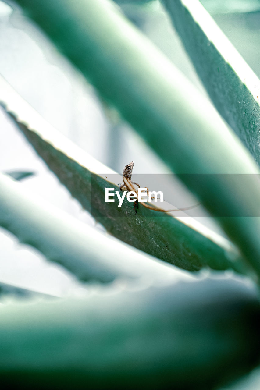 Close-up of geko on leaf