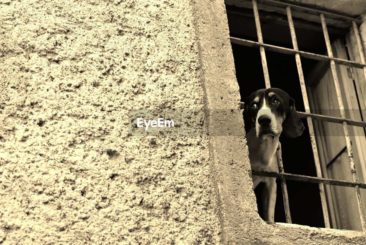 PORTRAIT OF DOG STANDING AGAINST METAL