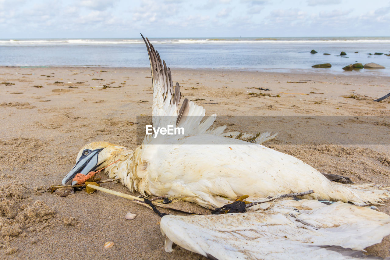 VIEW OF SEAGULL ON BEACH