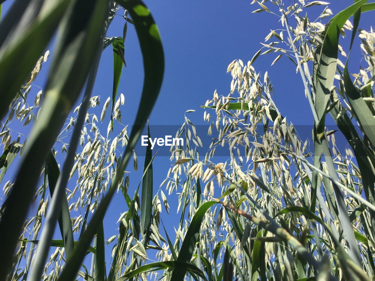 Low angle view of plants against blue sky