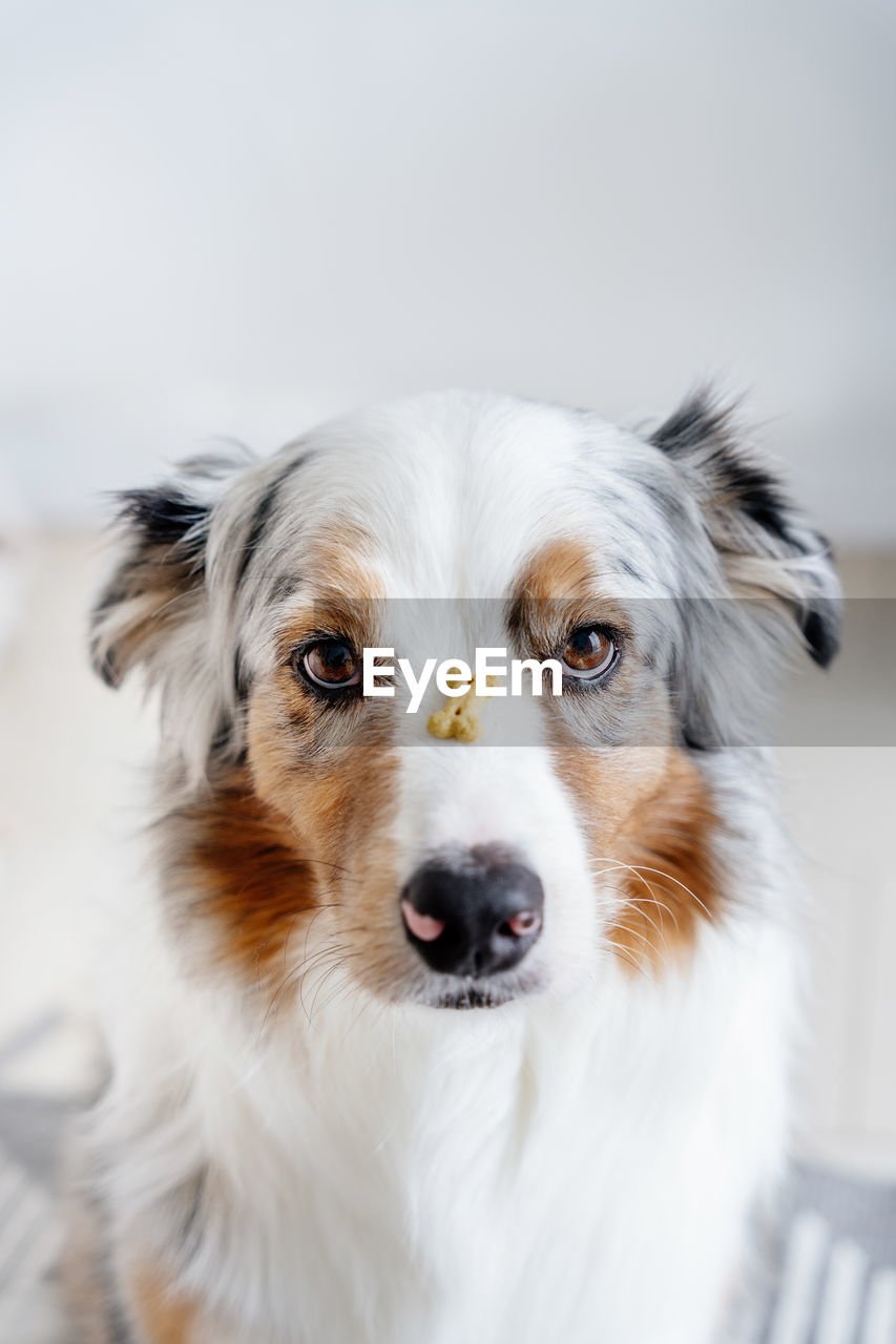 close-up portrait of dog