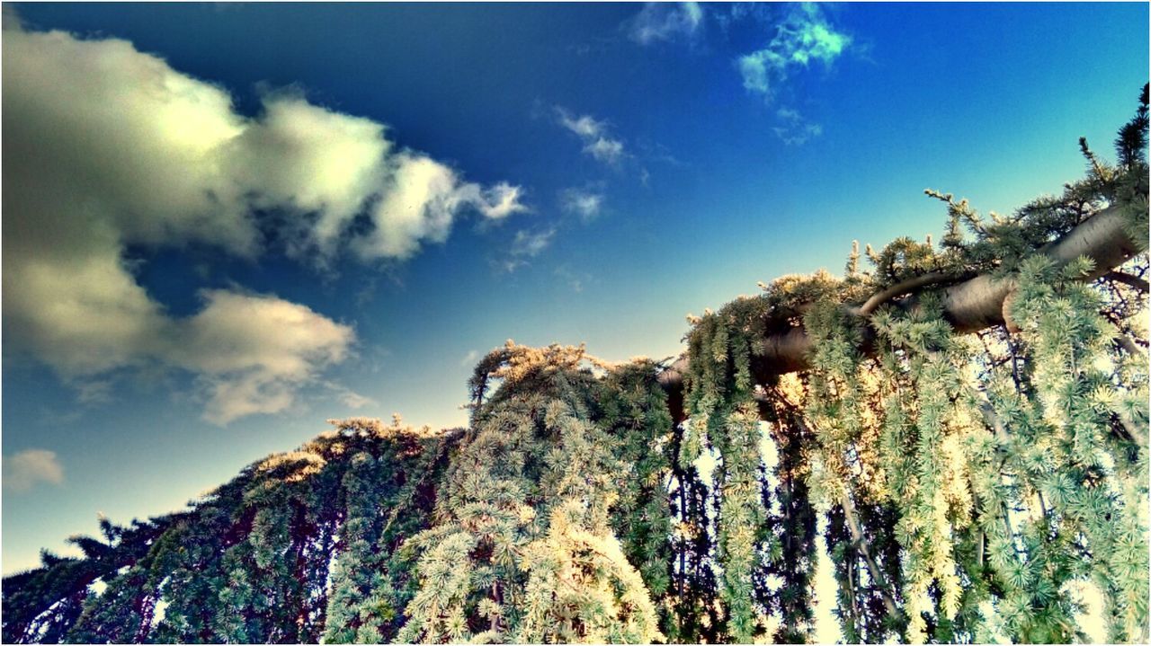 LOW ANGLE VIEW OF TREES AGAINST CLOUDY SKY