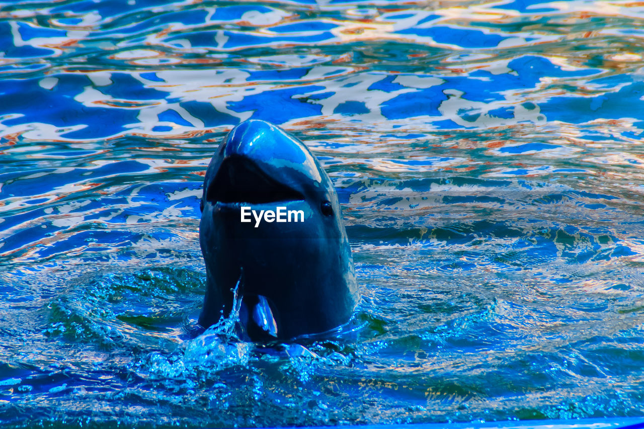 CLOSE-UP OF SWIMMING IN WATER